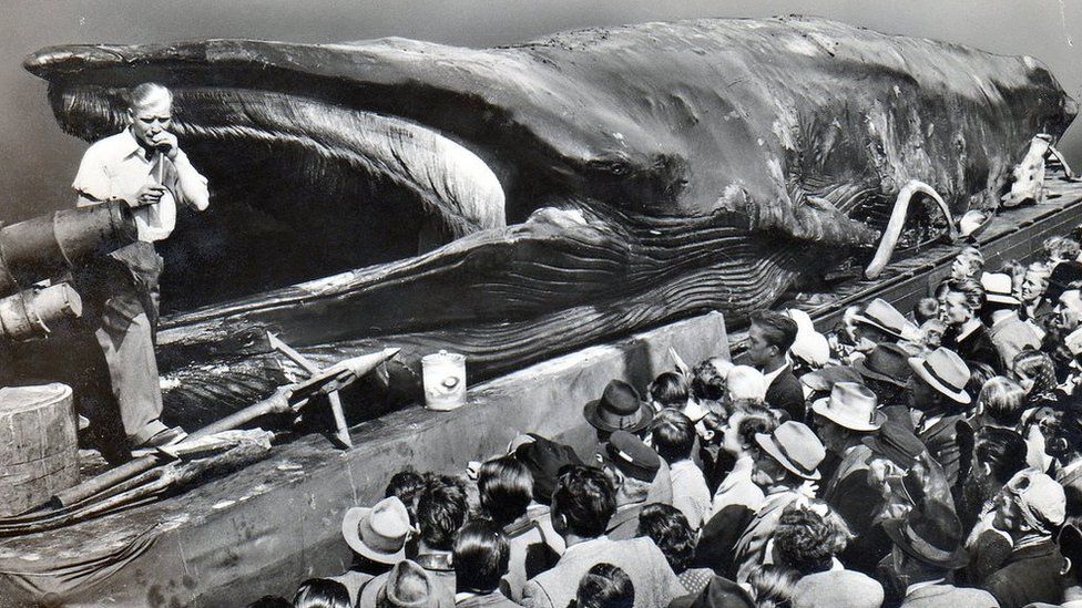 Jonah the Whale exhibited 1954